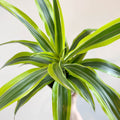 Corn Plant - Dracaena fragrans 'Lemon Lime' - Sprouts of Bristol