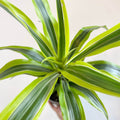 Corn Plant - Dracaena fragrans 'Lemon Lime' - Sprouts of Bristol