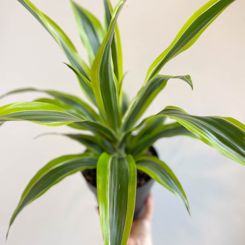 Corn Plant - Dracaena fragrans 'Lemon Lime' - Sprouts of Bristol