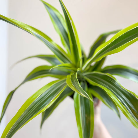 planta dracaena fragrans Corn Plant