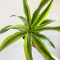 Corn Plant - Dracaena fragrans 'Lemon Lime' - Sprouts of Bristol