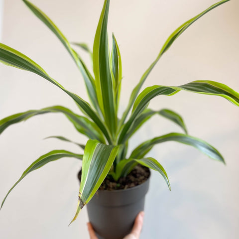 Corn Plant - Dracaena fragrans 'Lemon Lime' - Sprouts of Bristol