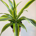 Corn Plant - Dracaena fragrans 'Lemon Lime' - Sprouts of Bristol