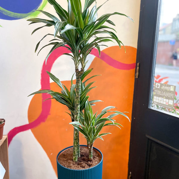 Corn Plant