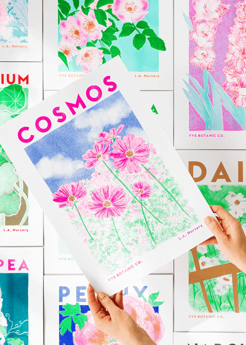 Cosmos Botanical Risograph Print - Sprouts of Bristol