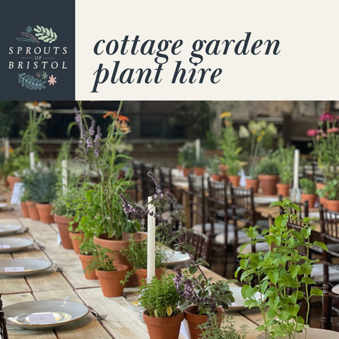 Cottage Garden Plant Hire – Romantic & Seasonal - Sprouts of Bristol