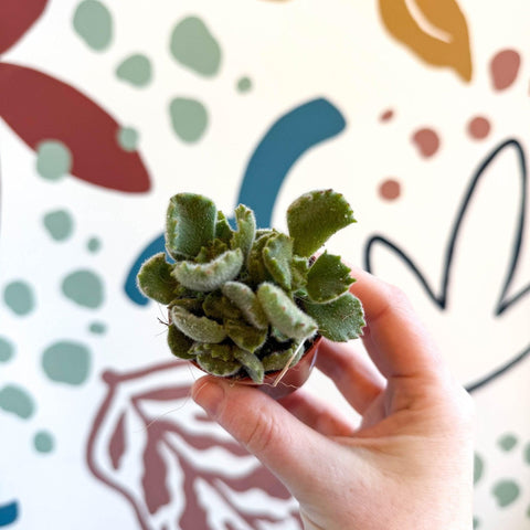 leggy bear paw succulent Cotyledon ladismithiensis