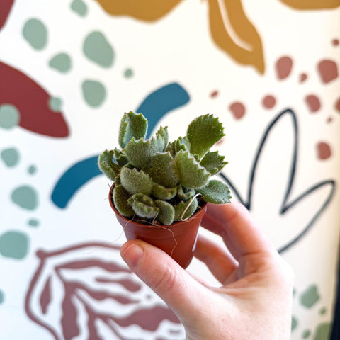bear paw succulent toxic to cats Cotyledon ladismithiensis
