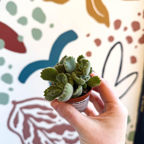 Cotyledon ladismithiensis - Bear Paws Succulent - Sprouts of Bristol