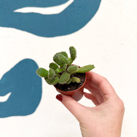 Cotyledon ladismithiensis ‘Tanz’ - Bear’s Paw Succulent - Sprouts of Bristol