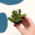 Cotyledon ladismithiensis ‘Tanz’ - Bear’s Paw Succulent - Sprouts of Bristol