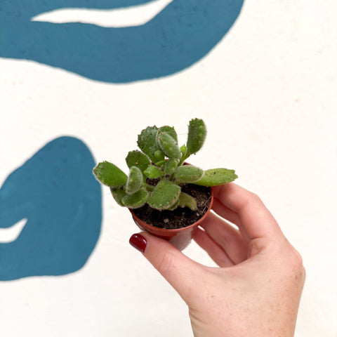 Cotyledon ladismithiensis ‘Tanz’ - Bear’s Paw Succulent - Sprouts of Bristol