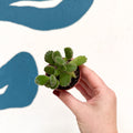 Cotyledon ladismithiensis ‘Tanz’ - Bear’s Paw Succulent - Sprouts of Bristol