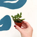 Cotyledon ladismithiensis ‘Tanz’ - Bear’s Paw Succulent - Sprouts of Bristol