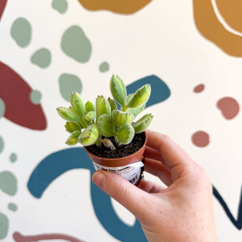 Cotyledon ladismithiensis 'Yellow Variegata' - Bear Paws Succulent - Sprouts of Bristol