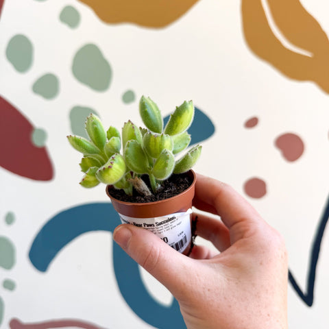 Cotyledon ladismithiensis 'Yellow Variegata' - Bear Paws Succulent - Sprouts of Bristol