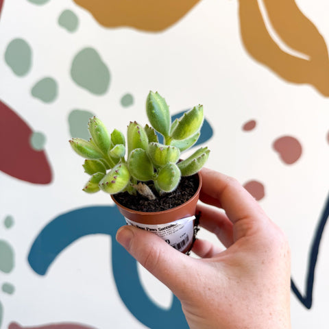 Cotyledon ladismithiensis 'Yellow Variegata' - Bear Paws Succulent - Sprouts of Bristol