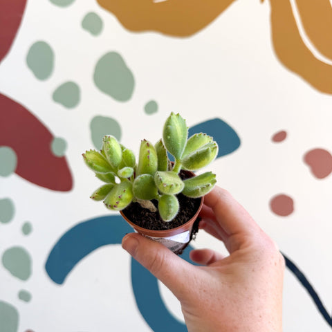 Cotyledon ladismithiensis 'Yellow Variegata' - Bear Paws Succulent - Sprouts of Bristol