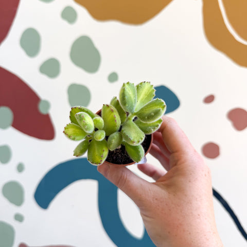 Cotyledon ladismithiensis 'Yellow Variegata' - Bear Paws Succulent - Sprouts of Bristol