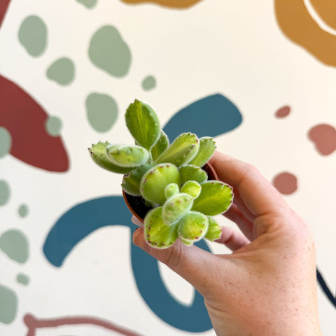 Cotyledon ladismithiensis 'Yellow Variegata' - Bear Paws Succulent - Sprouts of Bristol