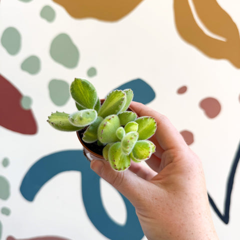 Cotyledon ladismithiensis 'Yellow Variegata' - Bear Paws Succulent - Sprouts of Bristol