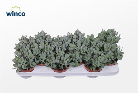 curly jade plant Crassula arborescens subsp. undilatifolia