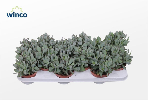 gray curly succulent Crassula arborescens subsp. undilatifolia