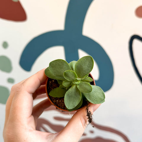 succulent ripple jade Crassula cotyledonis