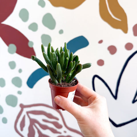 Crassula ovata 'Gollum' - Sprouts of Bristol