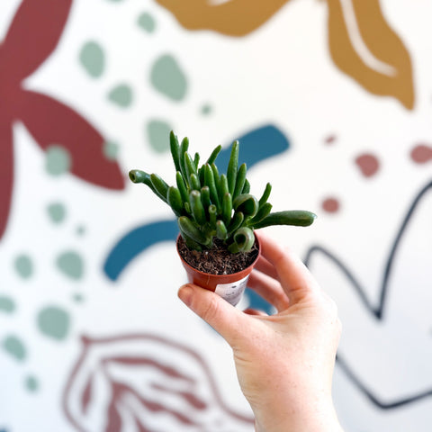 Crassula ovata 'Gollum' - Sprouts of Bristol