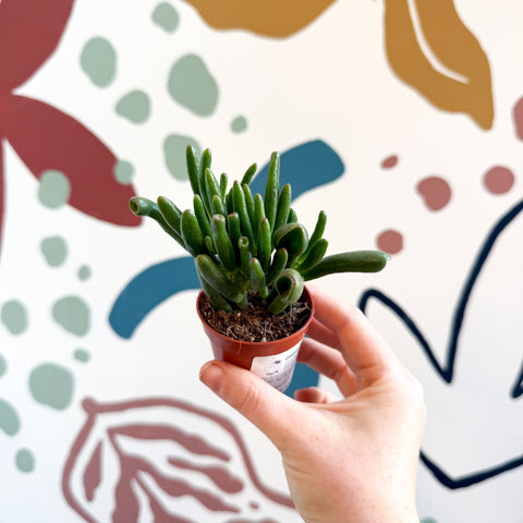 Crassula ovata 'Gollum' - Sprouts of Bristol