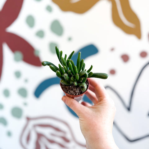 Crassula ovata 'Gollum' - Sprouts of Bristol