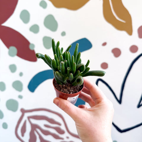 Crassula ovata 'Gollum' - Sprouts of Bristol