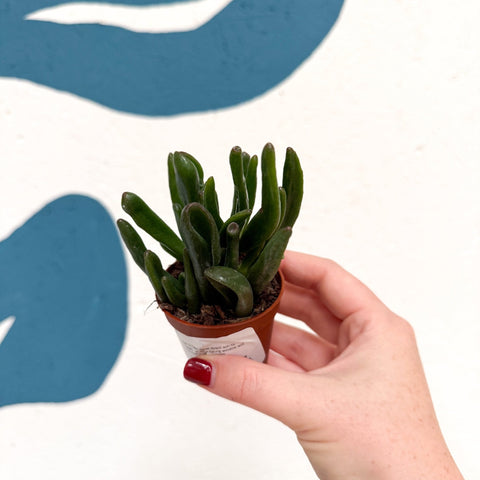 Crassula ovata ‘Hobbit’ - Sprouts of Bristol