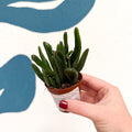 Crassula ovata ‘Hobbit’ - Sprouts of Bristol