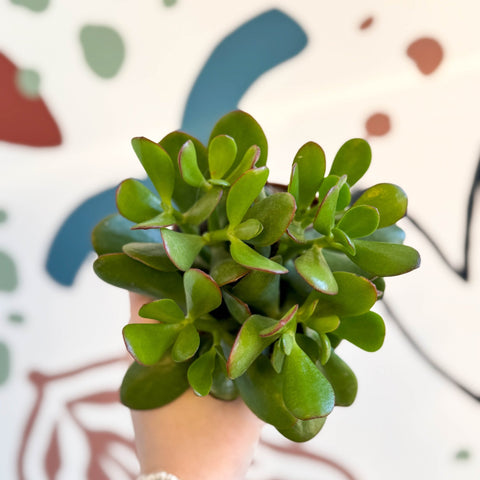 crassula ovata planta jade Planta de jade
