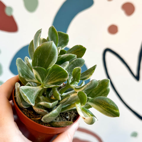 variegated jade plant Crassula ovata 'Variegata'