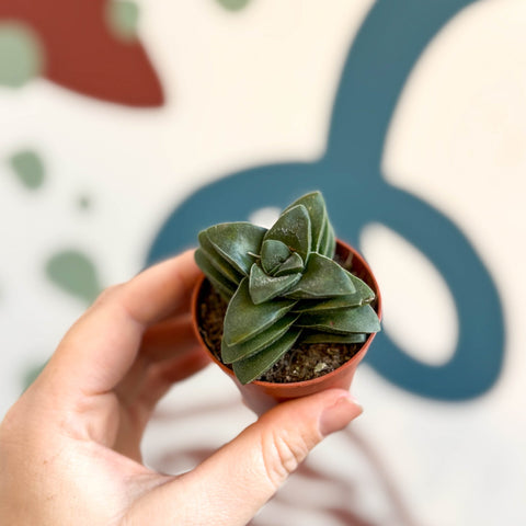 springtime succulent Crassula 'Springtime' – Sprouts of Bristol