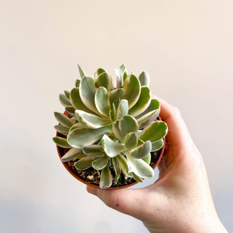 Crassula swaziensis variagata 'Money Maker' - Sprouts of Bristol