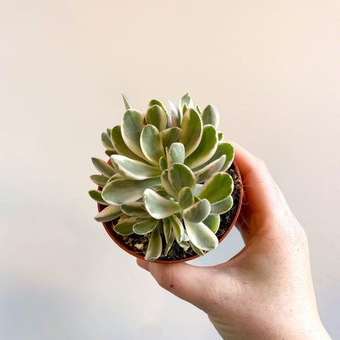 money maker succulent Crassula swaziensis variegata 'Money Maker' – Sprouts of Bristol