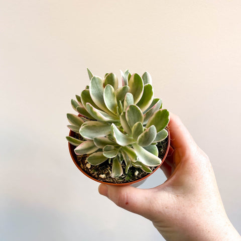 Crassula swaziensis variagata 'Money Maker' - Sprouts of Bristol