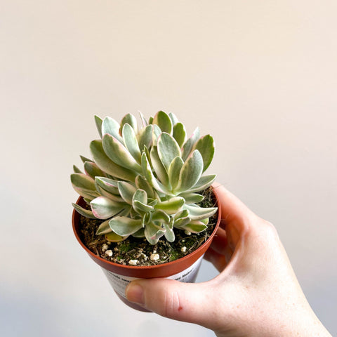 Crassula swaziensis variagata 'Money Maker' - Sprouts of Bristol