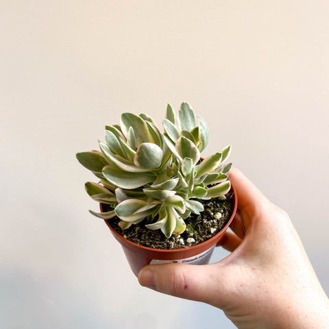 money maker plant Crassula swaziensis variegata 'Money Maker' – Sprouts of Bristol