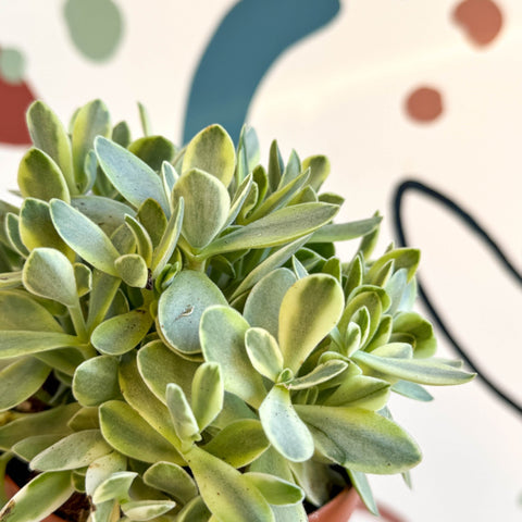 kinds of money maker plants Crassula swaziensis variegata 'Money Maker' – Sprouts of Bristol