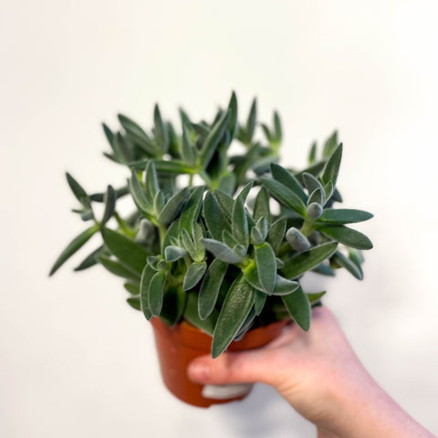 Crassula 'Tarantula' - Sprouts of Bristol