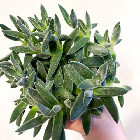 Crassula 'Tarantula' - Sprouts of Bristol