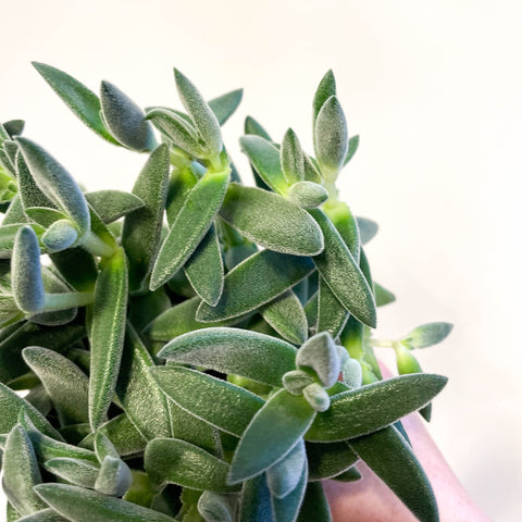 Crassula 'Tarantula' - Sprouts of Bristol