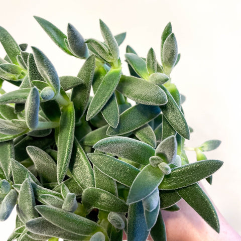 tarantula succulent Crassula 'Tarantula' – Sprouts of Bristol