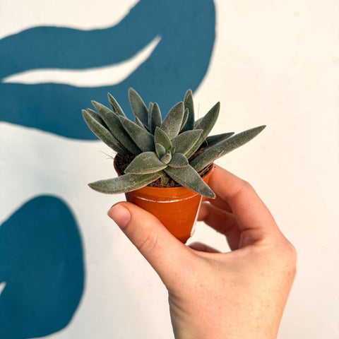 Crassula 'Tarantula' - Sprouts of Bristol