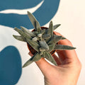 Crassula 'Tarantula' - Sprouts of Bristol